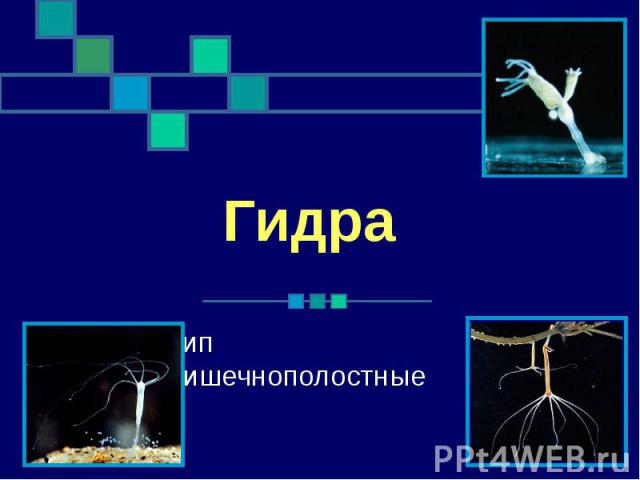 Кракен нар